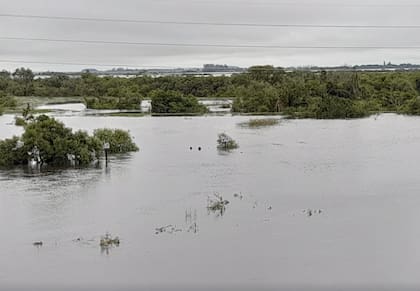 El desborde del río Corriente afecta los campos ganaderos aledaños