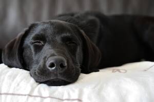 El descanso en los perros es un aspecto crucial que impacta directamente en su salud física y emocional