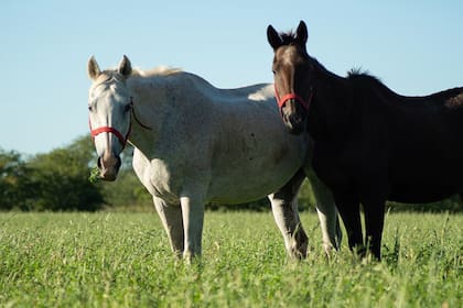 El descubrimiento científico sobre los caballos que sorprendió