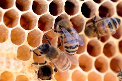El descubrimiento corresponde a uno de los grupos de abejas más grandes que se hayan detectado