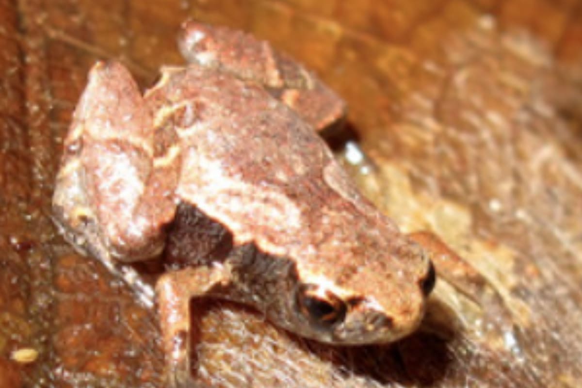 El descubrimiento de esta especie proporciona información fundamental sobre la evolución de los anfibios