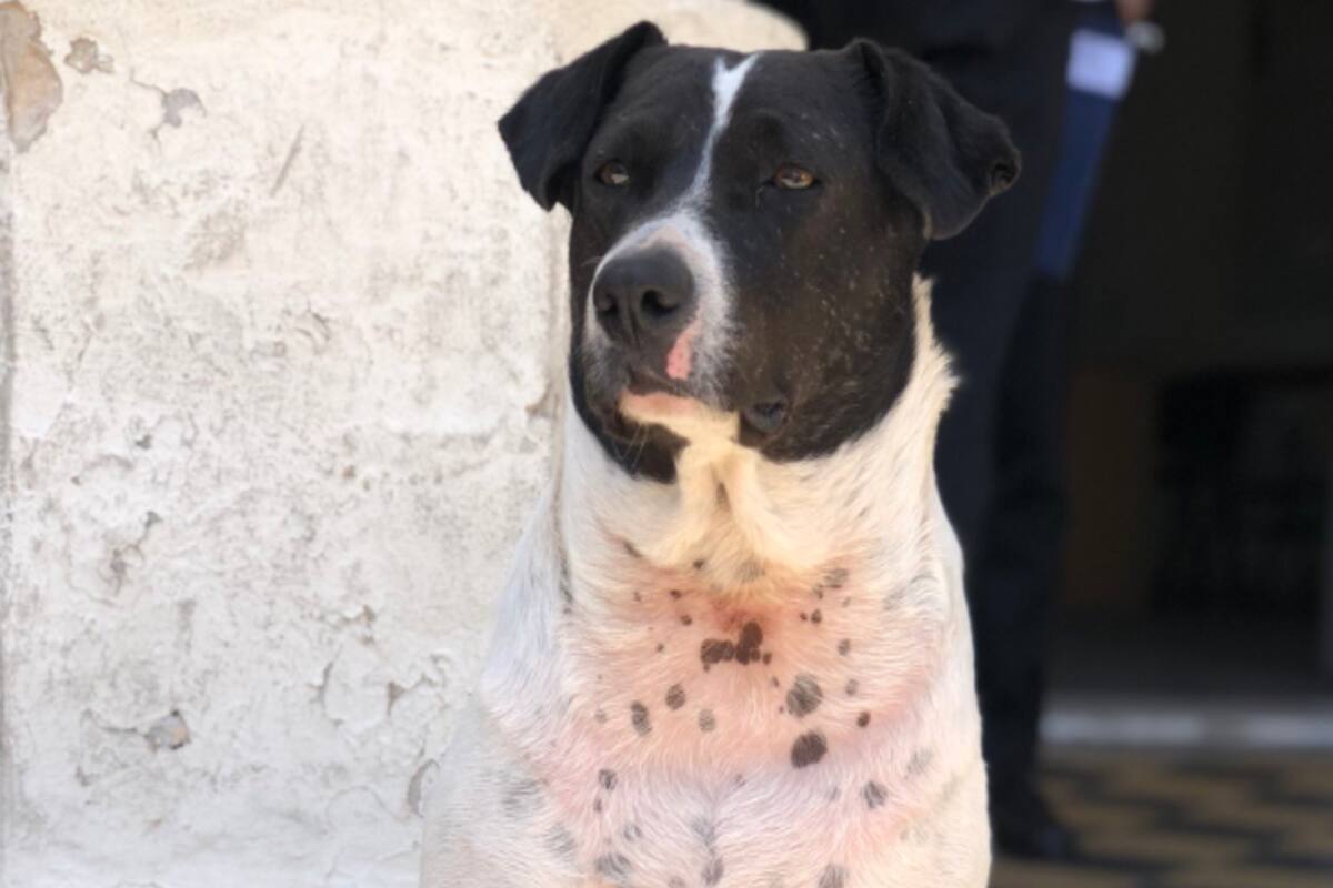 El descubrimiento de la estafa desvela a la sociedad rosarina