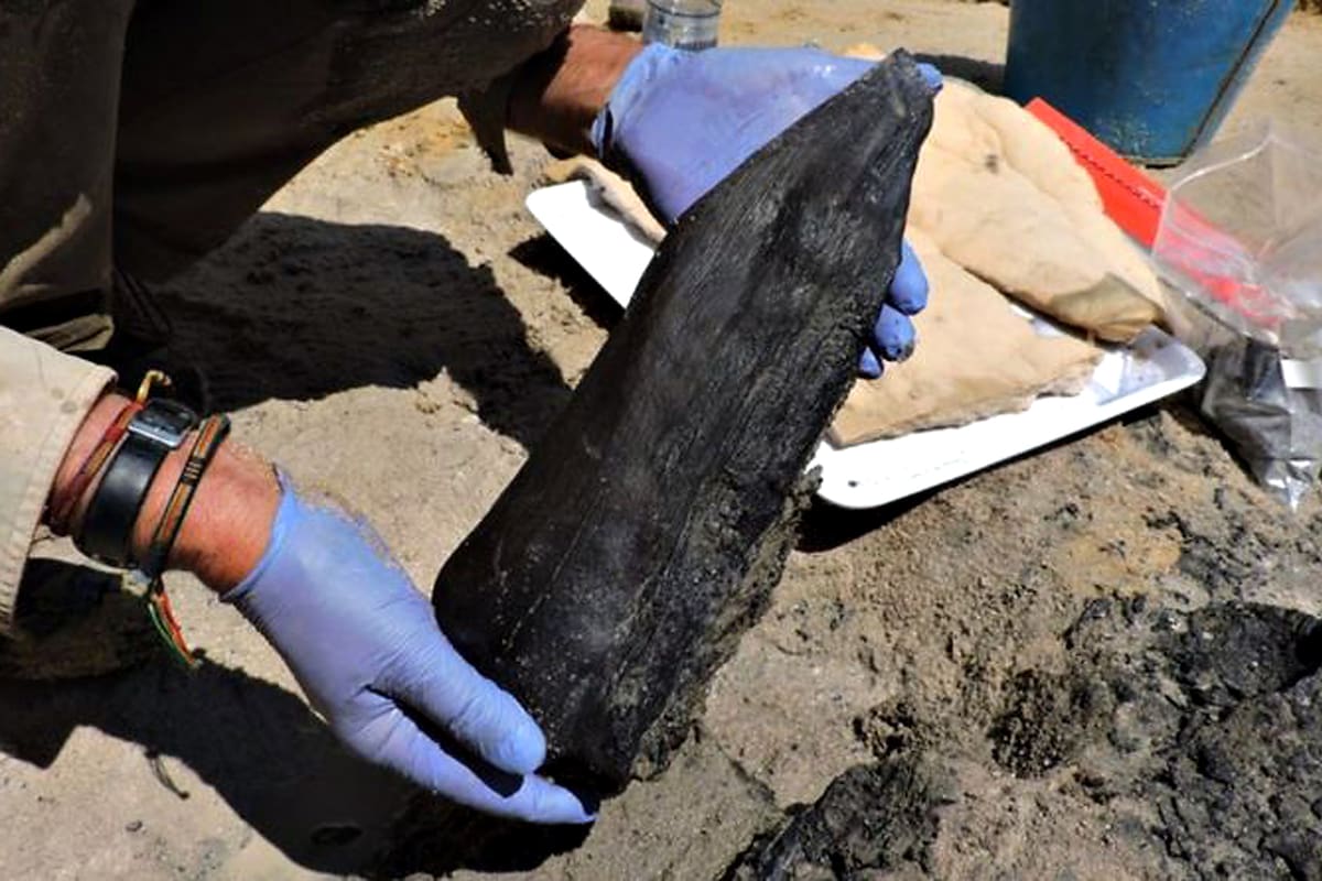 El descubrimiento de trozos de madera antigua a orillas de un río en Zambia