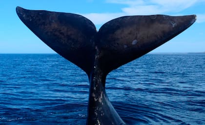 El descubrimiento del canto de las ballenas ayudó a impulsar la biología moderna de estos animales