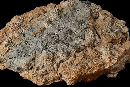 El descubrimiento se dio en una cantera de Cotswolds, Inglaterra