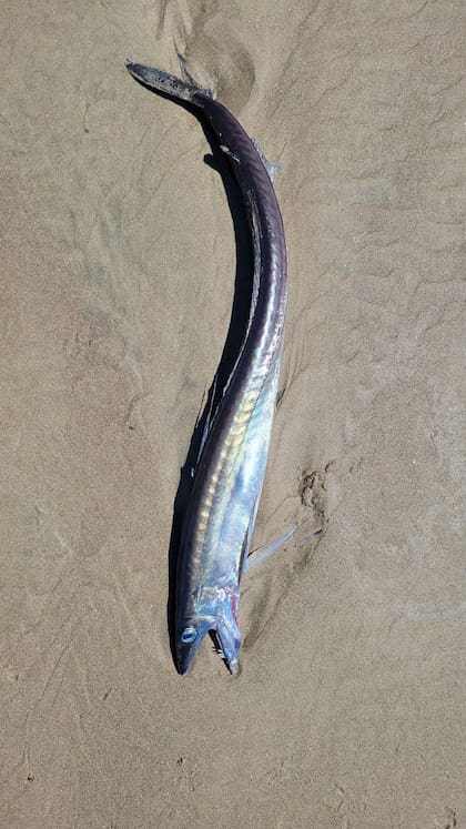 El descubrimiento tuvo lugar en la playa de Lincoln City, Oregón