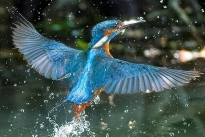 El descubrir un martín pescador en aguas cercanas fue un momento especial para el fotógrafo