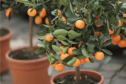 El deseo de consumir alimentos naturales impulsa a más personas a buscar formas de cultivar en espacios reducidos