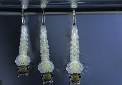 El deseo de los animales es asegurar su descendencia (Foto: BBC)