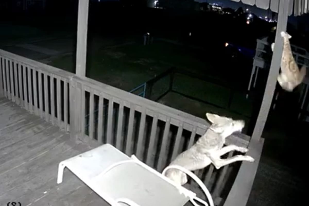 El desesperado de un gato a punto de ser devorado por un coyote