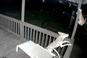 El desesperado de un gato a punto de ser devorado por un coyote