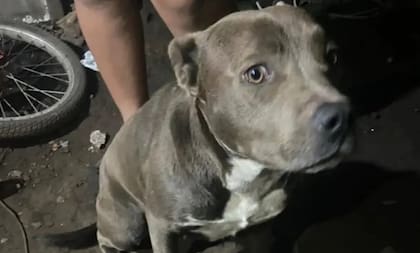 El desgarrador relato de la mamá del niño de 3 años atacado por un pitbull en Córdoba.