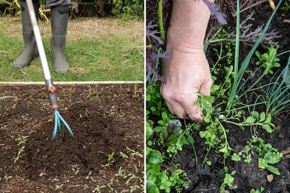 El desmalezamiento del jardín es una práctica que mantendrá a los hongos patógenos alejados de las plantas de tu jardín.