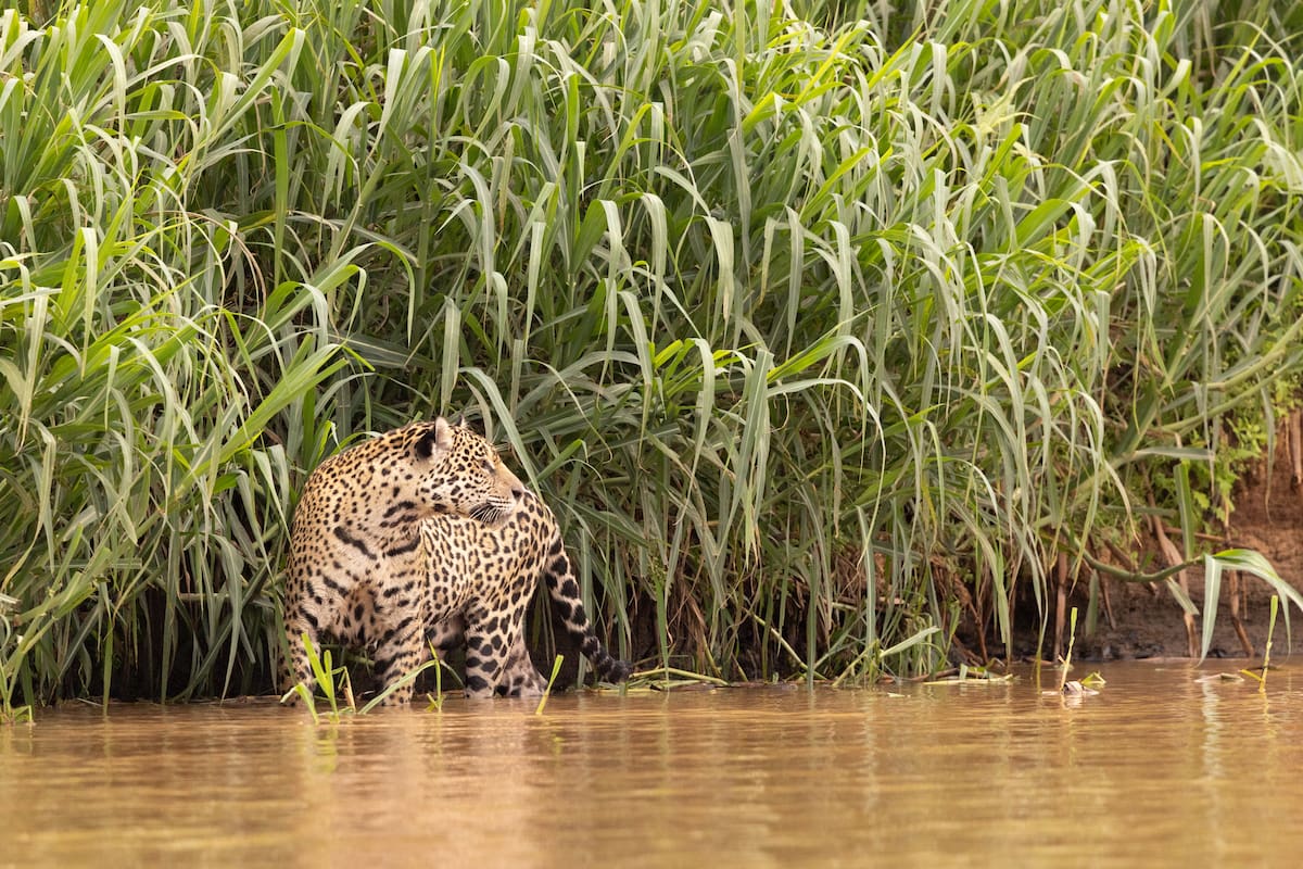 El destino de los dos ejemplares juveniles genera incertidumbre tras el operativo de traslado en la selva misionera
