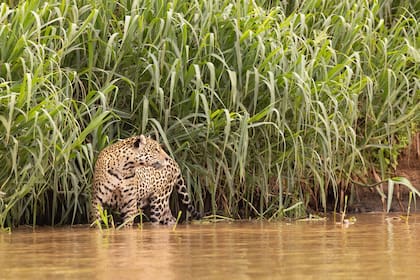 El destino de los dos ejemplares juveniles genera incertidumbre tras el operativo de traslado en la selva misionera