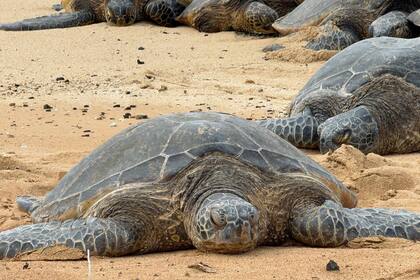 El destino también atrae visitantes por la presencia de ballenas jorobadas, tortugas marinas y focas monje hawaianas