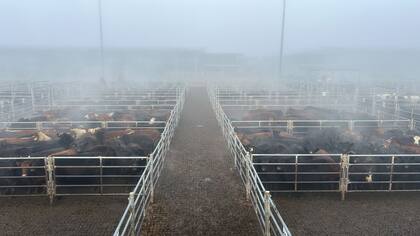 El detalle de este martes fue 616 novillos; 1229 novillitos; 1142 vaquillonas; 1957 vacas; 200 conservas, y 125 toros