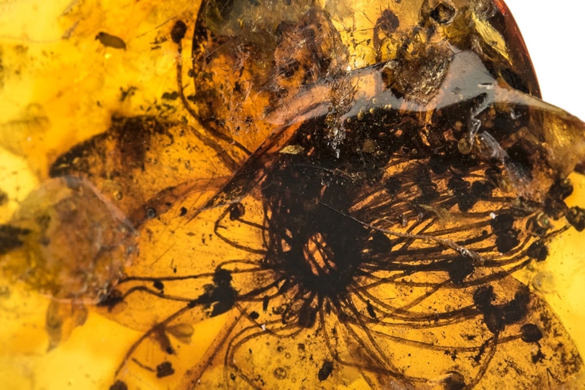 El detalle de la imagen permite observar la conservación en tres dimensiones de las partes de la flor, como los estambres y el propio polen