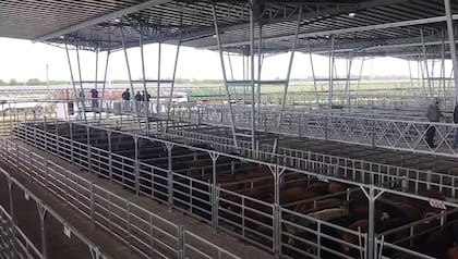 El detalle de la venta de este viernes fue 729 novillos; 1873 novillitos; 1942 vaquillonas; 2657 vacas; 807 conservas, y 183 toros