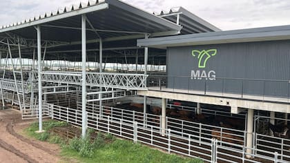 El detalle de venta fue 1039 novillos; 1290 novillitos; 1350 vaquillonas; 2485 vacas; 482 conservas, y 215 toros