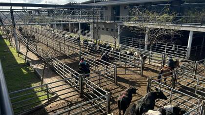El detalle de venta fue 1106 novillos; 1139 novillitos; 1356 vaquillonas; 2429 vacas; 797 conservas, y 178 toros
