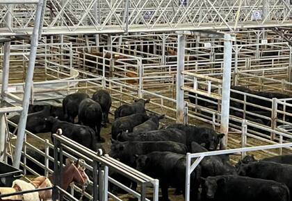 El detalle de venta fue 1161 novillos; 1593 novillitos; 2261 vaquillonas; 3057 vacas; 229 MEJ y; 393 toros