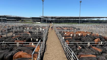 El detalle de venta fue 1201 novillos; 1266 novillitos; 1504 vaquillonas; 2423 vacas; 753 conservas, y 271 toros