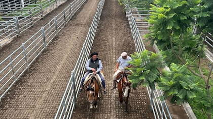 El detalle de venta fue 1267 novillos; 1223 novillitos; 1574 vaquillonas; 1595 vacas; 458 conservas, y 221 toros