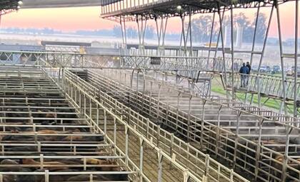 El detalle de venta fue 1277 novillos; 2382 novillitos; 2610 vaquillonas; 2526 vacas; 279 conservas y; 328 toros