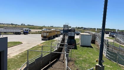 El detalle de venta fue 1310 novillos; 2062 novillitos; 2207 vaquillonas; 2005 vacas; 254 conservas, y 333 toros