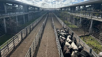 El detalle de venta fue 1410 novillos; 1371 novillitos; 1958 vaquillonas; 2108 vacas; 146 conservas, y 224 toros