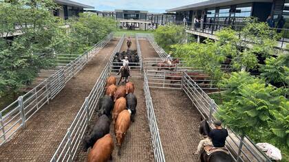 El detalle de venta fue 1476 novillos; 2480 novillitos; 2376 vaquillonas; 1835 vacas; 291 conservas; y 211 toros