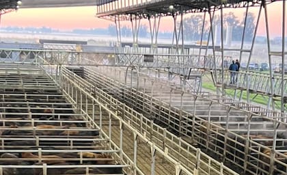 El detalle de venta fue 1551 novillos; 2206 novillitos; 3274 vaquillonas; 3348 vacas; 452 conservas; y 393 toros