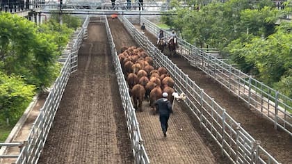 El detalle de venta fue 1611 novillos; 1944 novillitos; 2060 vaquillonas; 2220 vacas; 253 conservas, y 125 toros