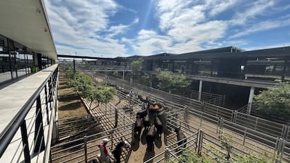 El detalle de venta fue 1998 novillos; 2383 novillitos; 2554 vaquillonas; 3471 vacas; 248 conservas, y 354 toros