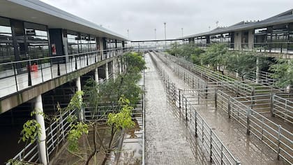 El detalle de venta fue 268 novillos; 361 novillitos; 396 vaquillonas; 330 vacas; 17 conservas, y 17 toros