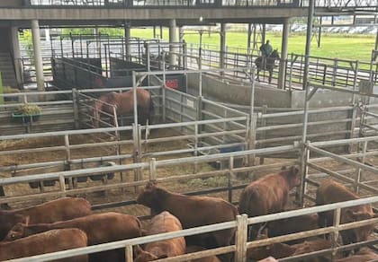 El detalle de venta fue 465 novillos; 92 novillitos; 497 vaquillonas; 417 vacas; 10 conservas, y 51 toros