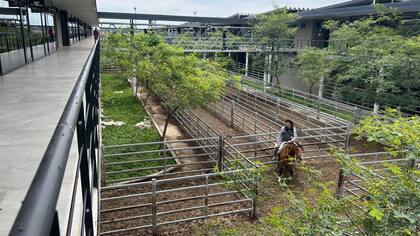 El detalle de venta fue 490 novillos; 5 novillitos; 186 vaquillonas; 15 vacas; 6 conservas; y 1 toro
