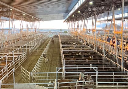 El detalle de venta fue 500 novillos; 782 novillitos; 982 vaquillonas; 1217 vacas; 50 conservas, y 70 toros