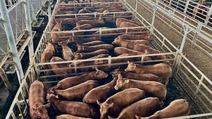 El detalle de venta fue 522 novillos; 1004 novillitos; 1234 vaquillonas; 740 vacas; 299 conservas, y 101 toros