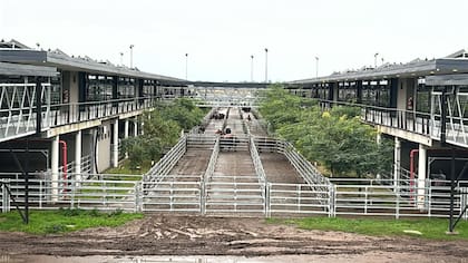 El detalle de venta fue 576 novillos; 1365 novillitos; 1048 vaquillonas; 1268 vacas; 60 conservas, y 146 toros