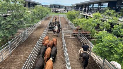El detalle de venta fue 604 novillos; 1430 novillitos; 1577 vaquillonas; 1341 vacas; 607 conservas, y 107 toros
