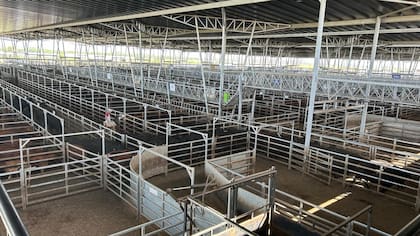 El detalle de venta fue 623 novillos; 1549 novillitos; 1490 vaquillonas; 2378 vacas; 201 conservas, y 375 toros