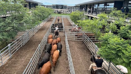 El detalle de venta fue 661 novillos; 1077 novillitos; 1185 vaquillonas; 1585 vacas; 314 conservas, y 253 toros