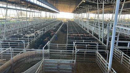El detalle de venta fue 663 novillos; 1488 novillitos; 2186 vaquillonas; 2621 vacas; 435 conservas, y 171 toros