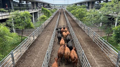 El detalle de venta fue 762 novillos; 1116 novillitos; 1506 vaquillonas; 1775 vacas; 137 conservas, y 177 toros