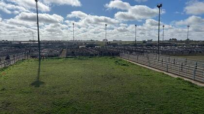 El detalle de venta fue 810 novillos; 977novillitos; 976 vaquillonas; 2154 vacas; 892 conservas, y 177 toros