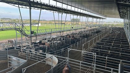 El detalle de venta fue 848 novillos; 1295 novillitos; 2067 vaquillonas; 2058 vacas; 323 conservas, y 356 toros