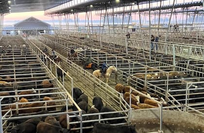 El detalle de venta fue 887 novillos; 1089 novillitos; 1532 vaquillonas; 2430 vacas; 209 toros y 207 MEJ