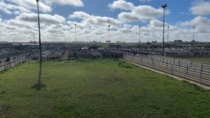 El detalle de venta fue 913 novillos; 921 novillitos; 744 vaquillonas; 1614 vacas; 220 conservas, y 289 toros